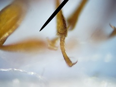 Corticeus thoracicus