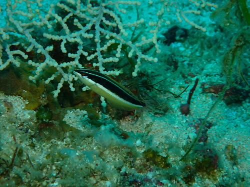 Coris pictoides observed 2026-08-24