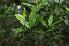 Lithraea brasiliensis