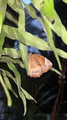 Common Palmfly
