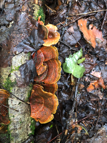yellowing curtain crust