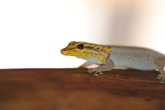 Lygodactylus picturatus