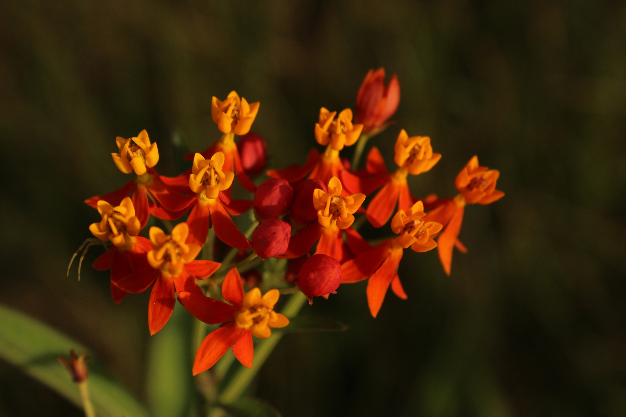 Asclepias curassavica