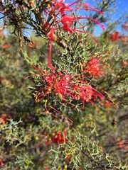 Grevillea dielsiana