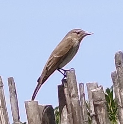Spotted Flycatcher