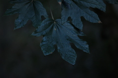 Oreopanax fulvus