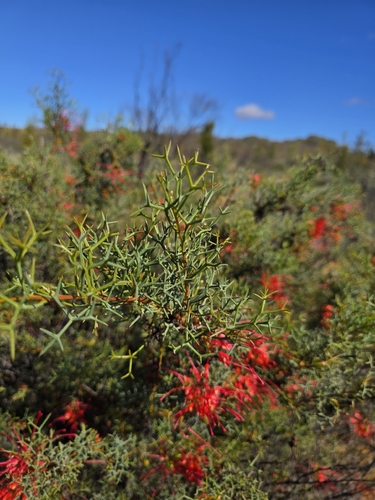 Grevillea dielsiana, photograph 2