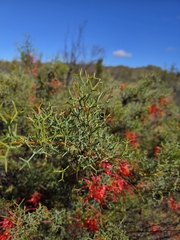 Grevillea dielsiana, photograph author not stated, no rights reserved