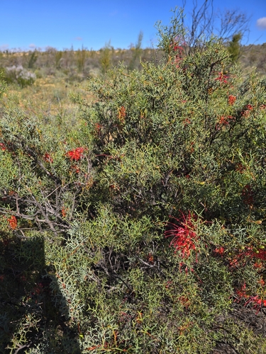 Grevillea dielsiana, photograph 3