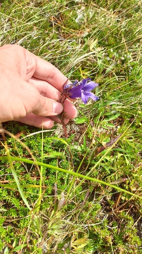 Campanula dasyantha