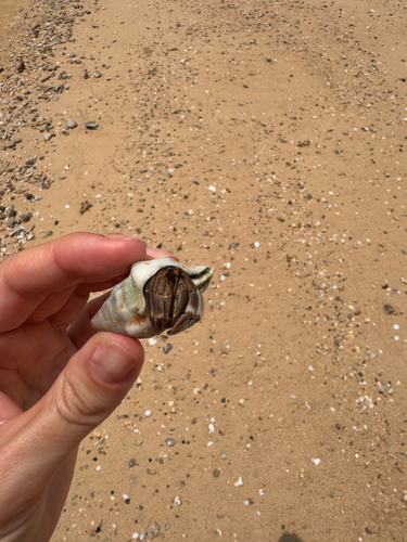 Tawny Hermit Crab