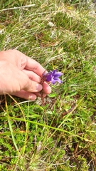(c) ivansemenkov, some rights reserved (CC BY) Campanula dasyantha, photograph (c) ivansemenkov, some rights reserved (CC BY)