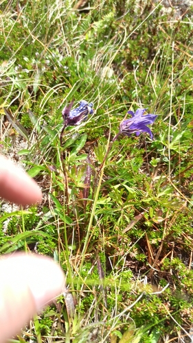 Campanula dasyantha, photograph 3