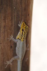 Lygodactylus picturatus