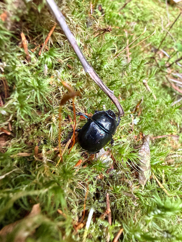 Woodland Dor Beetle