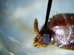 Corticeus thoracicus