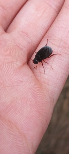 Maladera holosericea