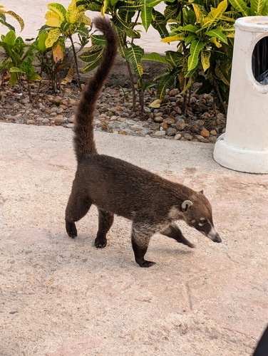 Quati-de-nariz-branco observed by rodolfoferreira