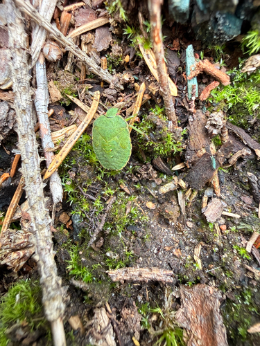 Green Shield Bug