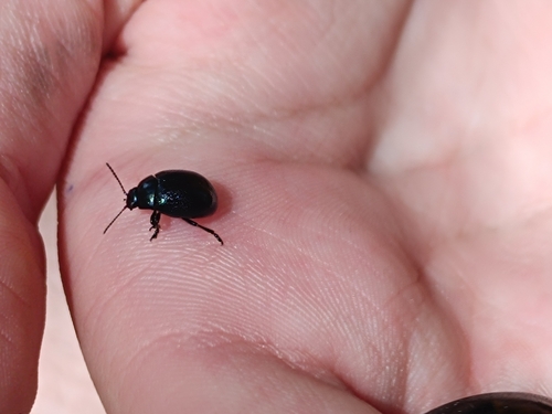 Plantain Leaf Beetle