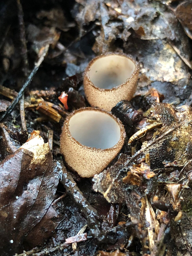 Brown-haired White Cup