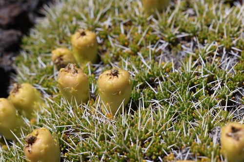Maihuenia poeppigii, photograph 6