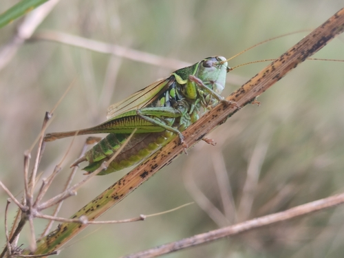 Roesel's Bush-cricket