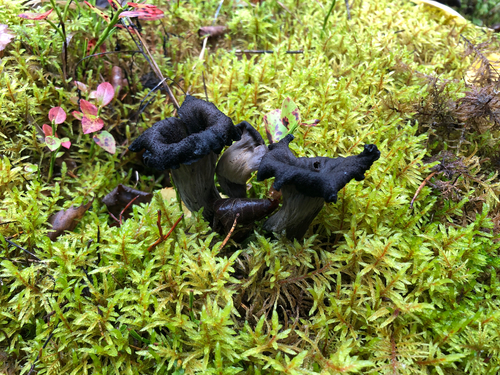 Horn-of-plenty