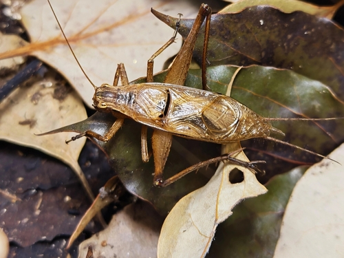 Xenogryllus maichauensis