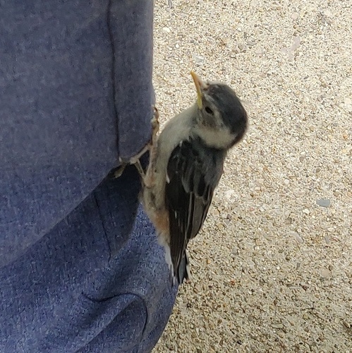 Sittelle à poitrine blanche (Sitta carolinensis)