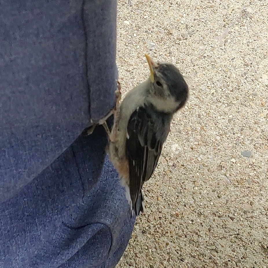 White-breasted Nuthatch (Sitta carolinensis)