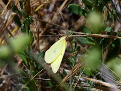Colias harfordii
