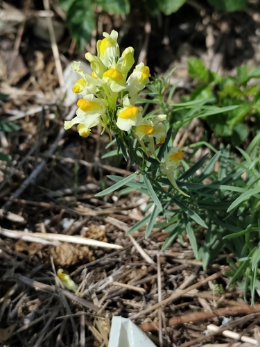 common toadflax