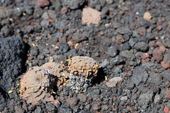 Viola rosulata