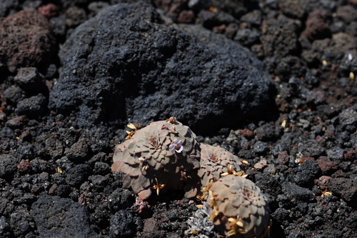 Viola rosulata, photograph 4
