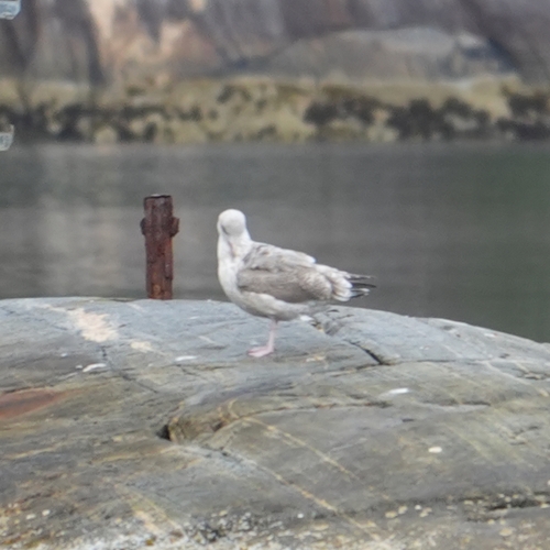 European Herring Gull