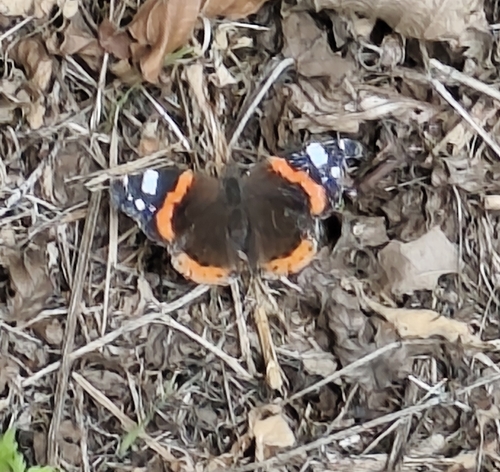 Red Admiral