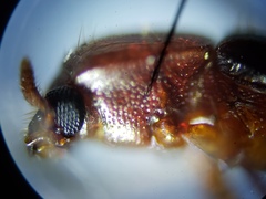 Corticeus thoracicus