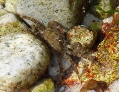 Halicarcinus planatus