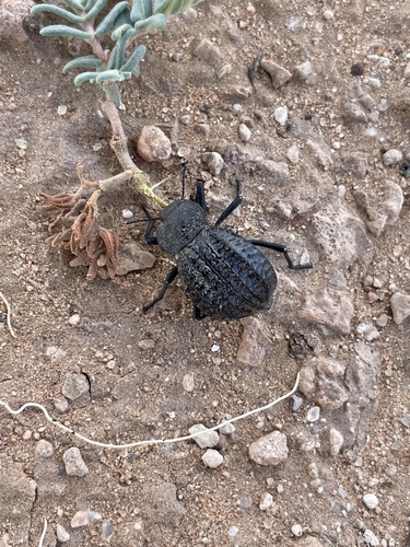 Philolithus sordidus