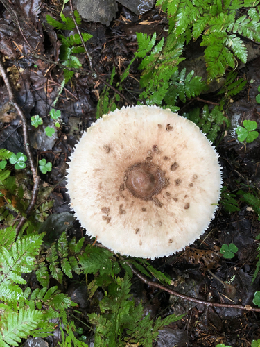 Parasol
