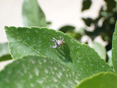 Thyene imperialis