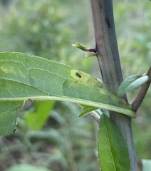 Calycomyza solidaginis