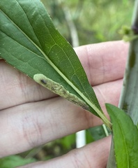 Calycomyza solidaginis