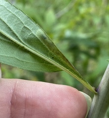 Calycomyza solidaginis