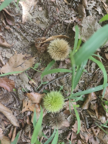 Sweet Chestnut