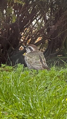 Horsfield's Bronze Cuckoo