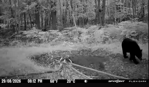 Black Bear sighting near Sudbury