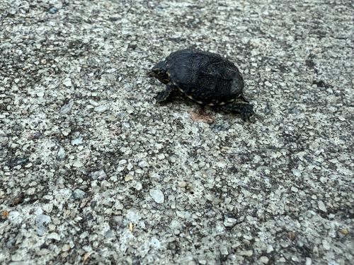 Eastern Musk Turtle observed by justanotherbirdbrain