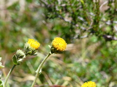 Geraea viscida